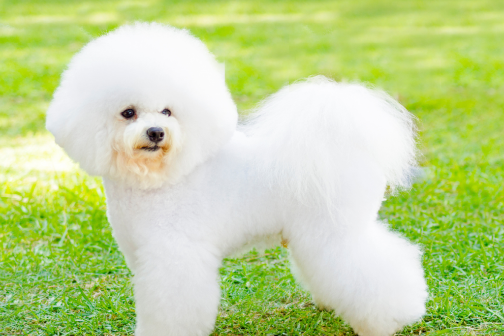 Small Dog Breeds with Big Personalities