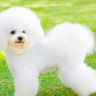 Small Dog Breeds with Big Personalities