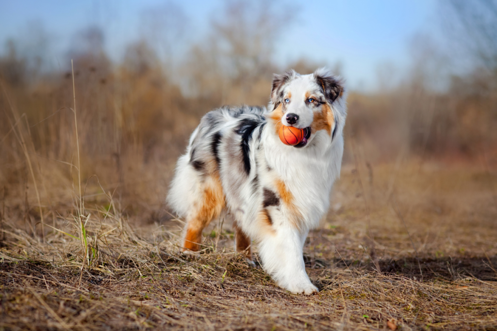 Large Dog Breeds: Gentle Giants