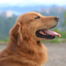 A Guide to Popular Dog Breeds