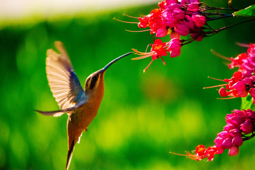 The Incredible Metabolism of Hummingbirds