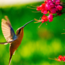 The Incredible Metabolism of Hummingbirds