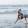 Dog Breeds Decoded: Insights into Your Furry Friends