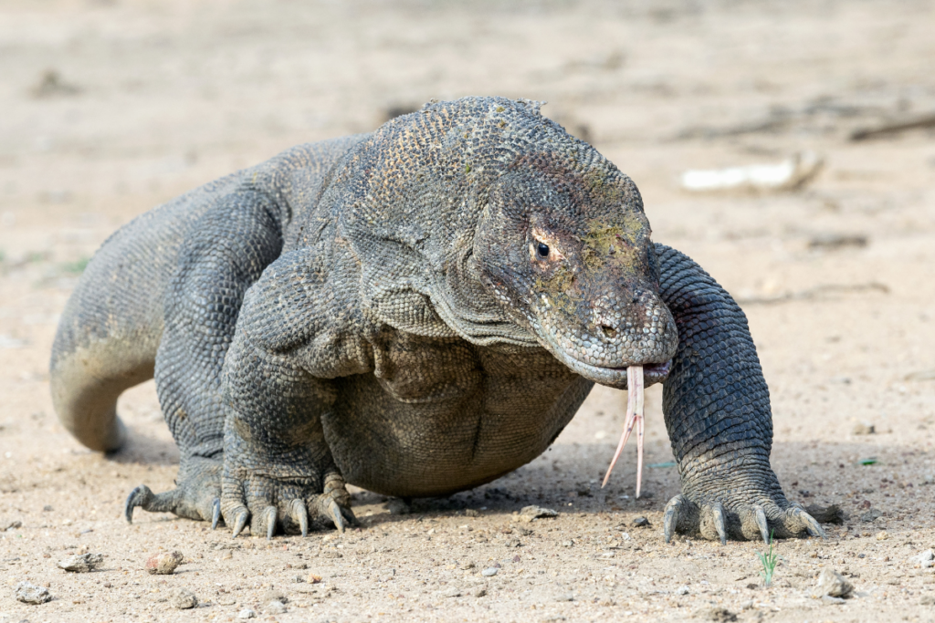 Komodo Dragons in Captivity: Care and Management