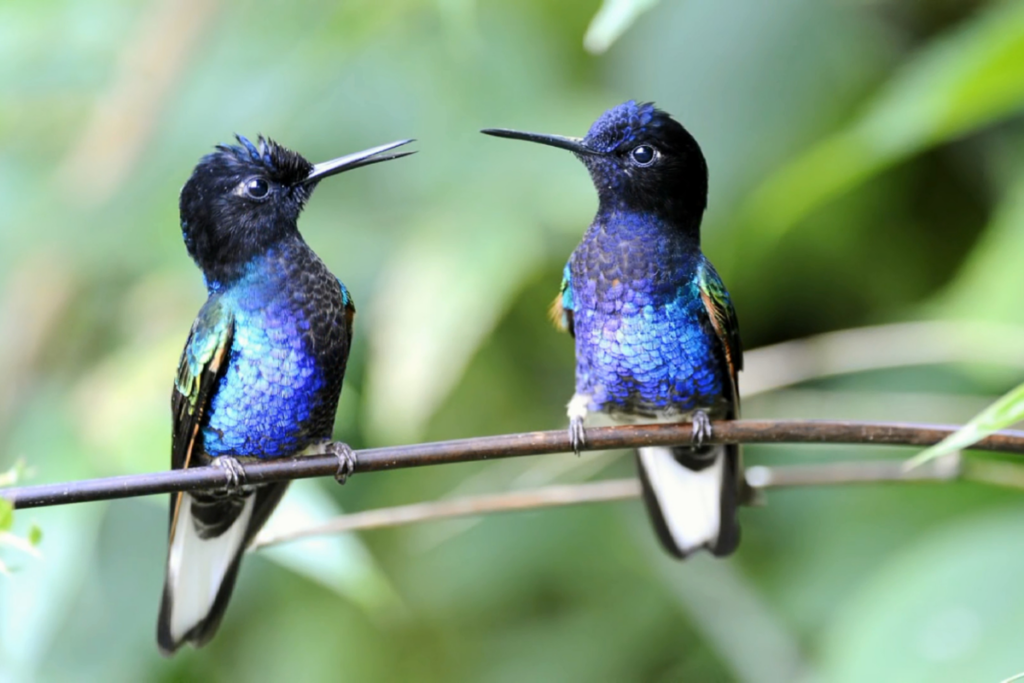 How to Make Homemade Hummingbird Nectar