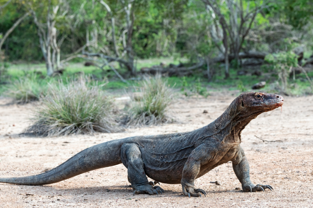 Komodo Dragons: Strategies for Sustainable Tourism