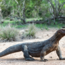 Komodo Dragons: Strategies for Sustainable Tourism