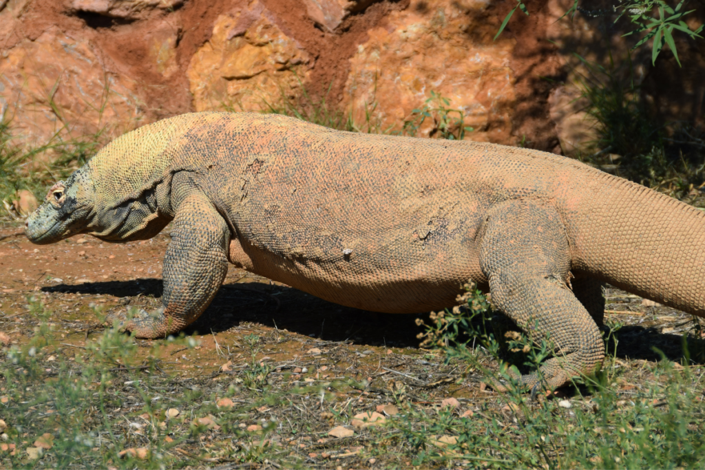 Giant Lizard of Komodo Island