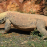 Giant Lizard of Komodo Island