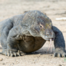 Komodo Dragons: A Keystone Species in Danger