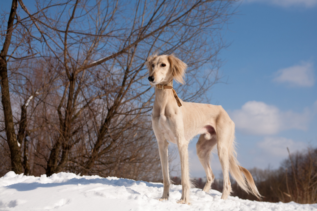 Dog Breeds That Are Famous for Their Beauty Contests