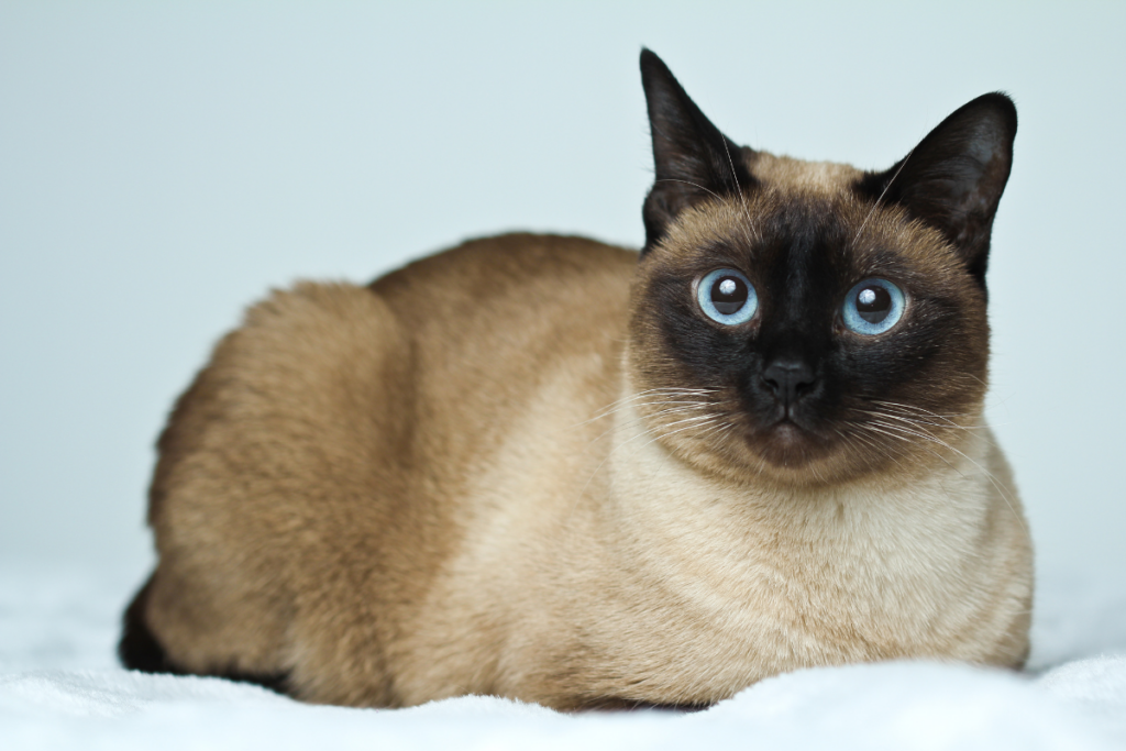 Low-Maintenance Cat Breeds for Busy Owners