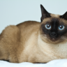 Low-Maintenance Cat Breeds for Busy Owners