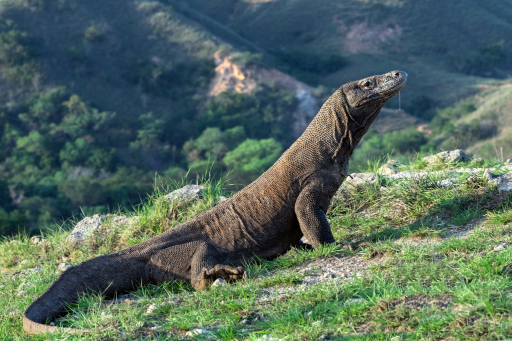 The Life Cycle of a Komodo Dragon