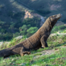 The Life Cycle of a Komodo Dragon