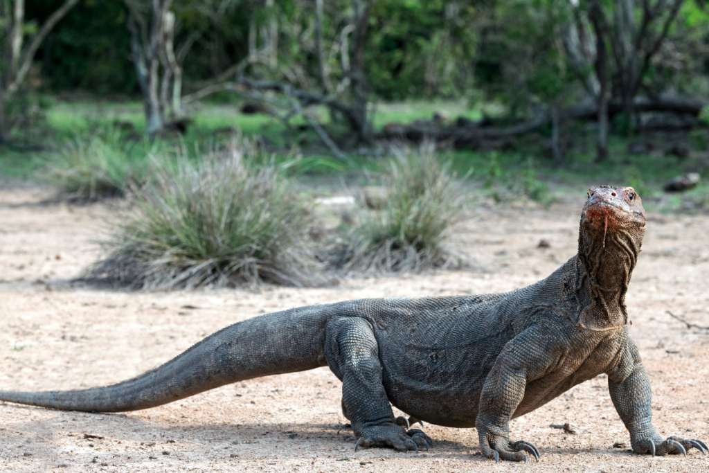 Hunting Techniques of the Komodo Dragon