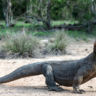 Hunting Techniques of the Komodo Dragon