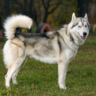 The Best Dog Breeds for Active Lifestyles