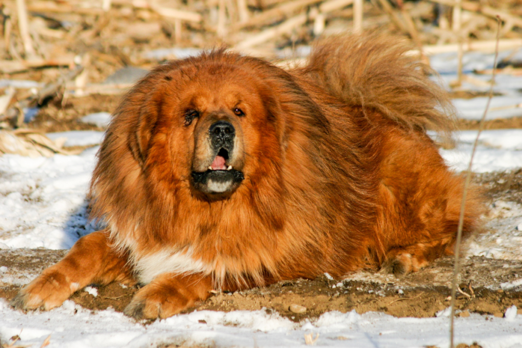 Exploring Rare and Exotic Dog Breeds