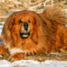 Exploring Rare and Exotic Dog Breeds