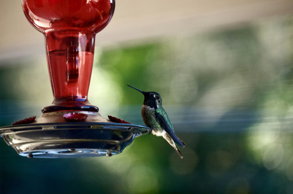 How to Keep Ants Away from Hummingbird Feeders