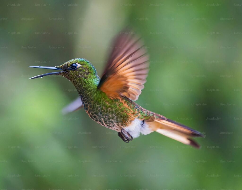 How Hummingbirds Help Control Insect Populations