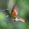 How Hummingbirds Help Control Insect Populations